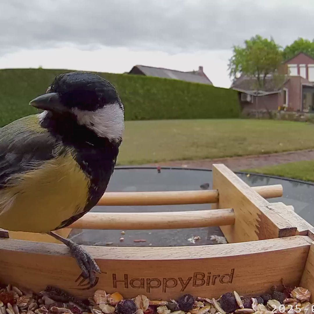 Enjoy Your Birds! preview
