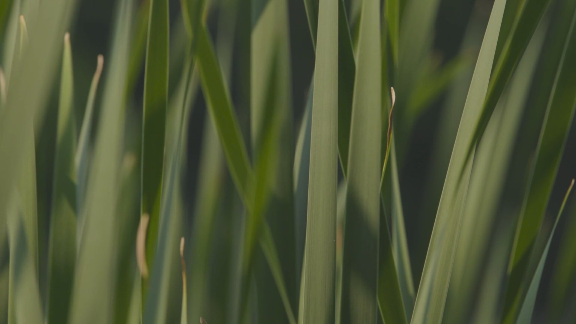 Video laden: happybird explanation video